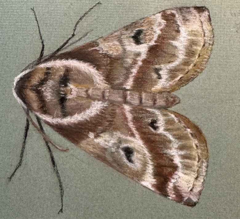 drawing of a brown and white moth